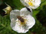 Fragaria moschata