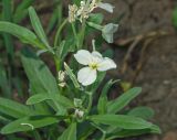 Matthiola incana