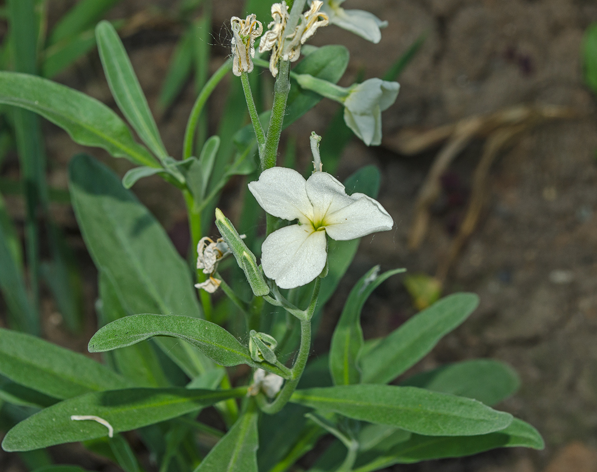 Изображение особи Matthiola incana.