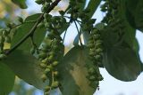 Populus maximowiczii