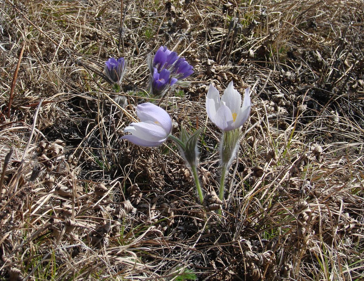 Изображение особи Pulsatilla multifida.