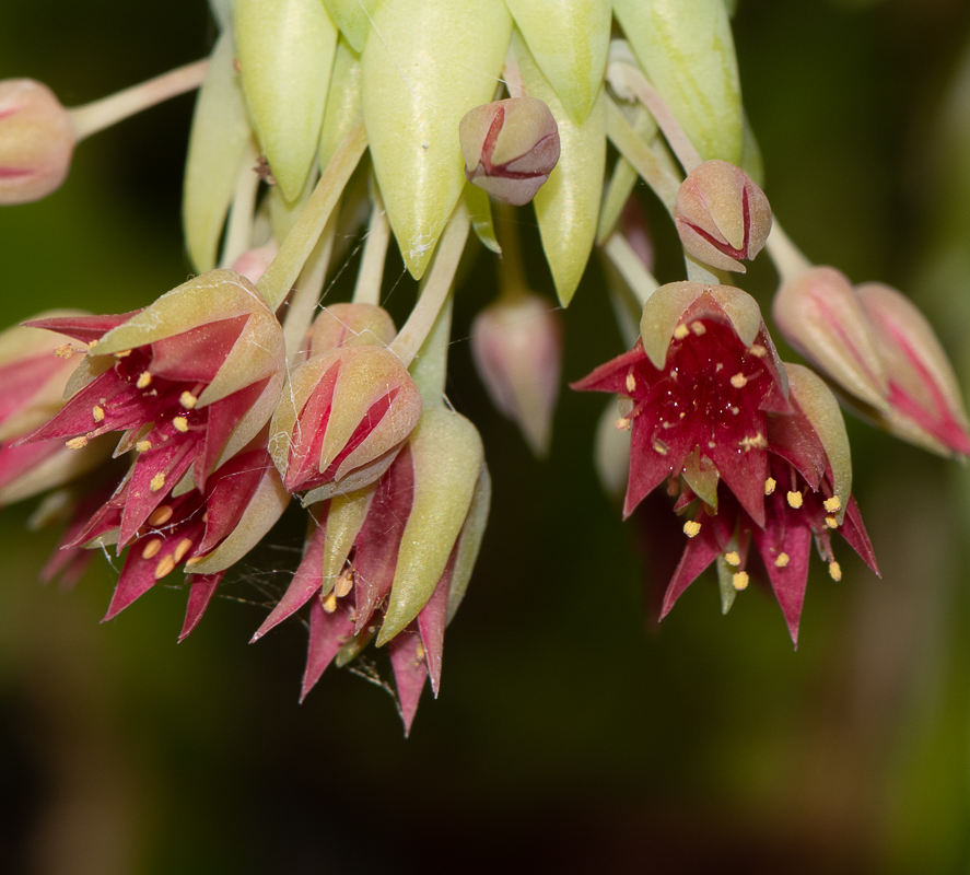 Изображение особи Sedum morganianum.