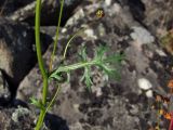 Artemisia arctica subspecies ehrendorferi. Часть побега. Магаданская обл., окр. г. Магадан, побережье бухты Нагаева, Морпортовская сопка, на курумнике. 03.09.2018.