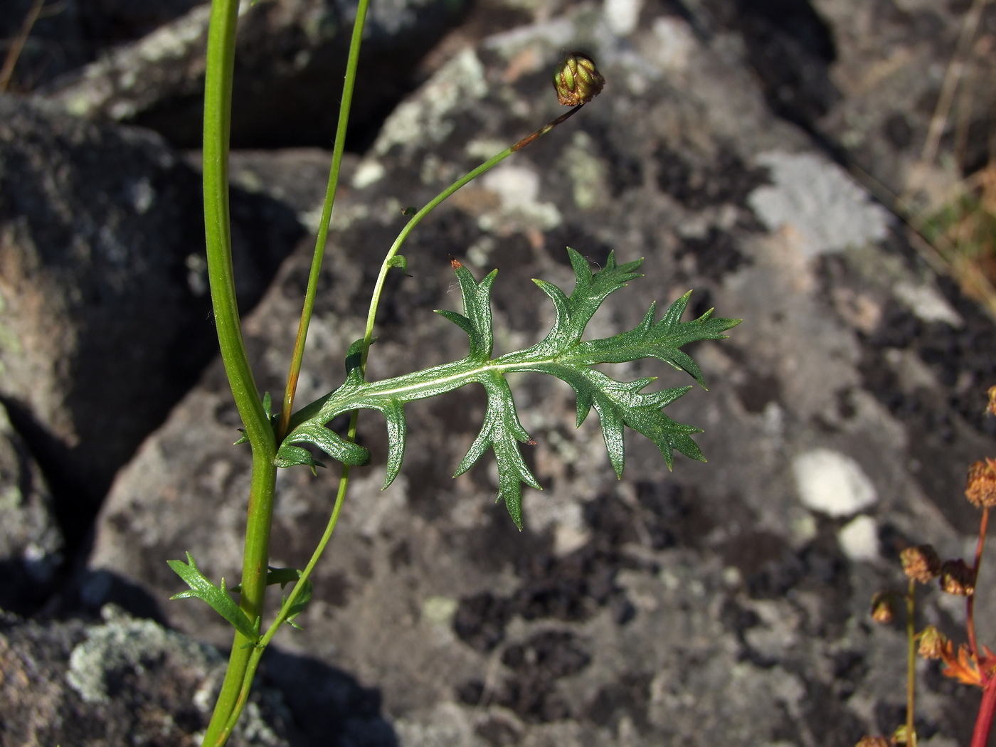 Изображение особи Artemisia arctica ssp. ehrendorferi.