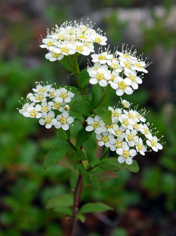 Image of Spiraea media specimen.