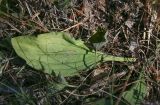 Plantago urvillei