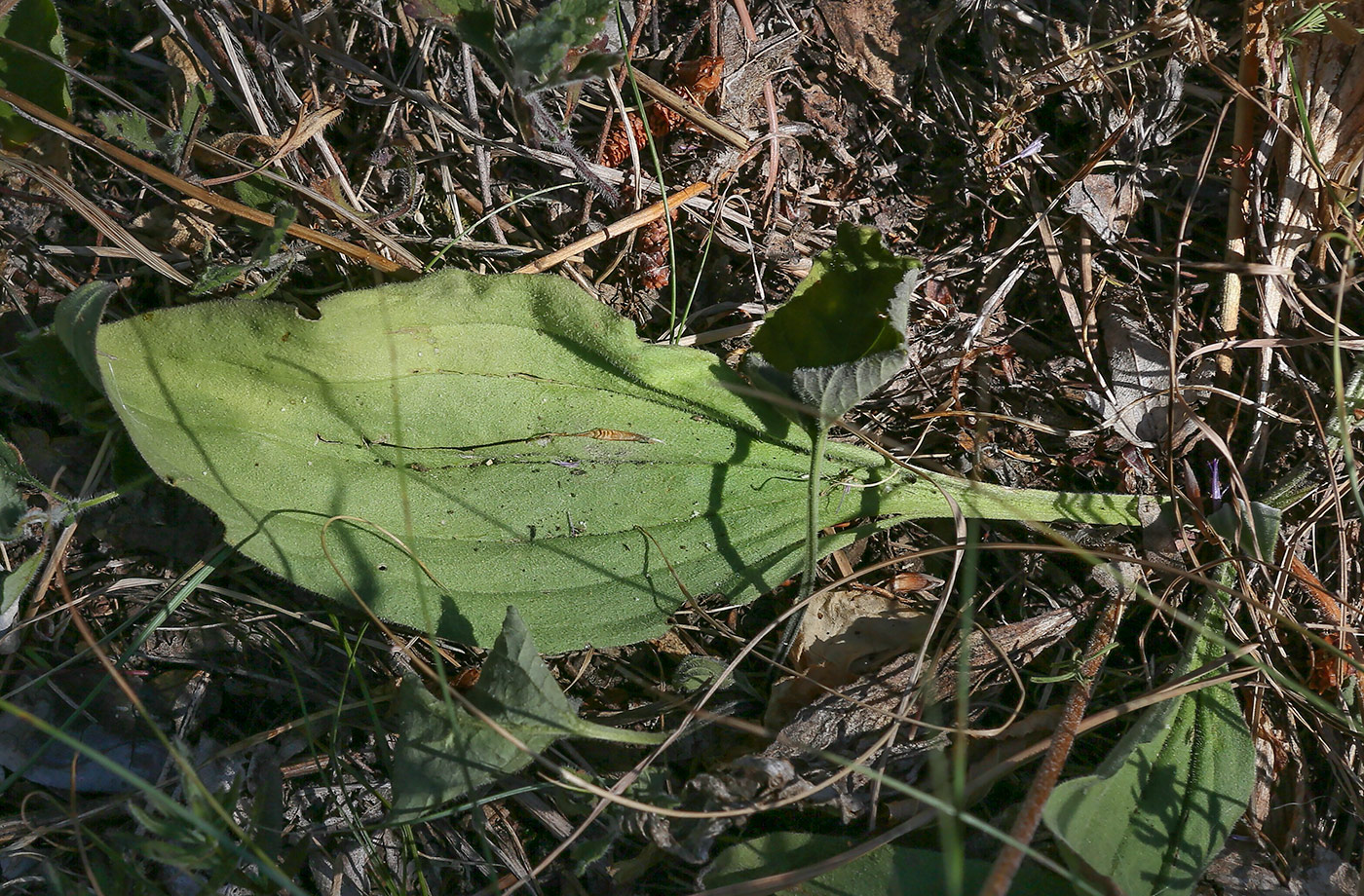 Изображение особи Plantago urvillei.