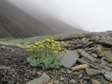 Artemisia glomerata. Цветущие растения. Чукотка, побережье Берингова моря, мыс Наварин, каменистая береговая линия. 29.07.2018.