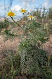 Glebionis coronaria. Цветущее растение. Испания, г. Барселона, гора Turó del Carmel. 30.03.2019.