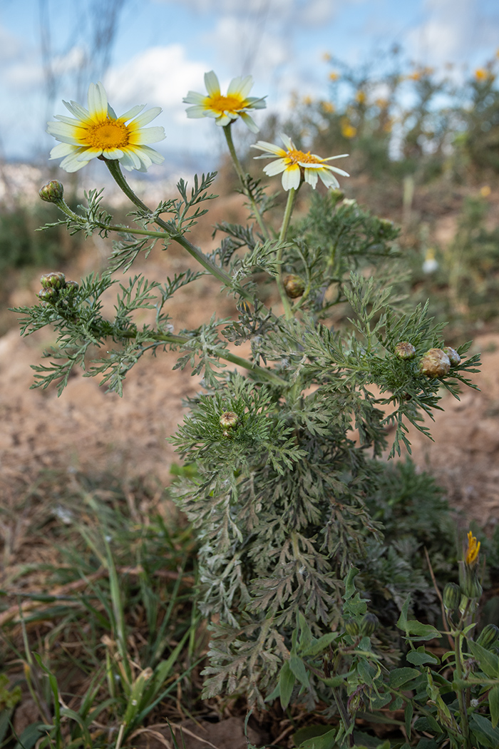 Изображение особи Glebionis coronaria.