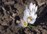 Crocus biflorus. Цветущее растение (культивар 'Blue Pearl'). Костромская обл., Судиславский р-н, дер. Антипино, в культуре. 23.04.2019.