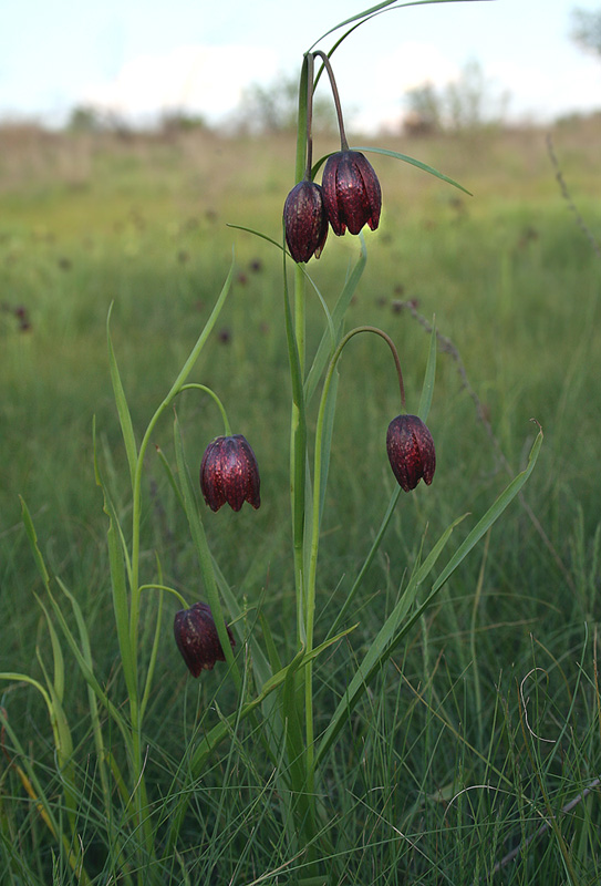 Изображение особи Fritillaria meleagroides.