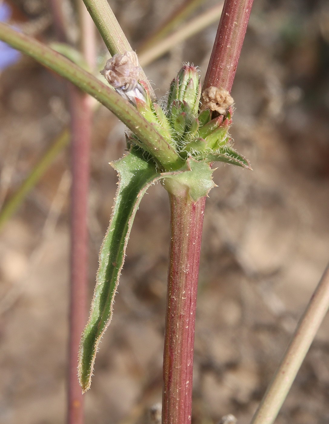 Изображение особи Cichorium endivia.