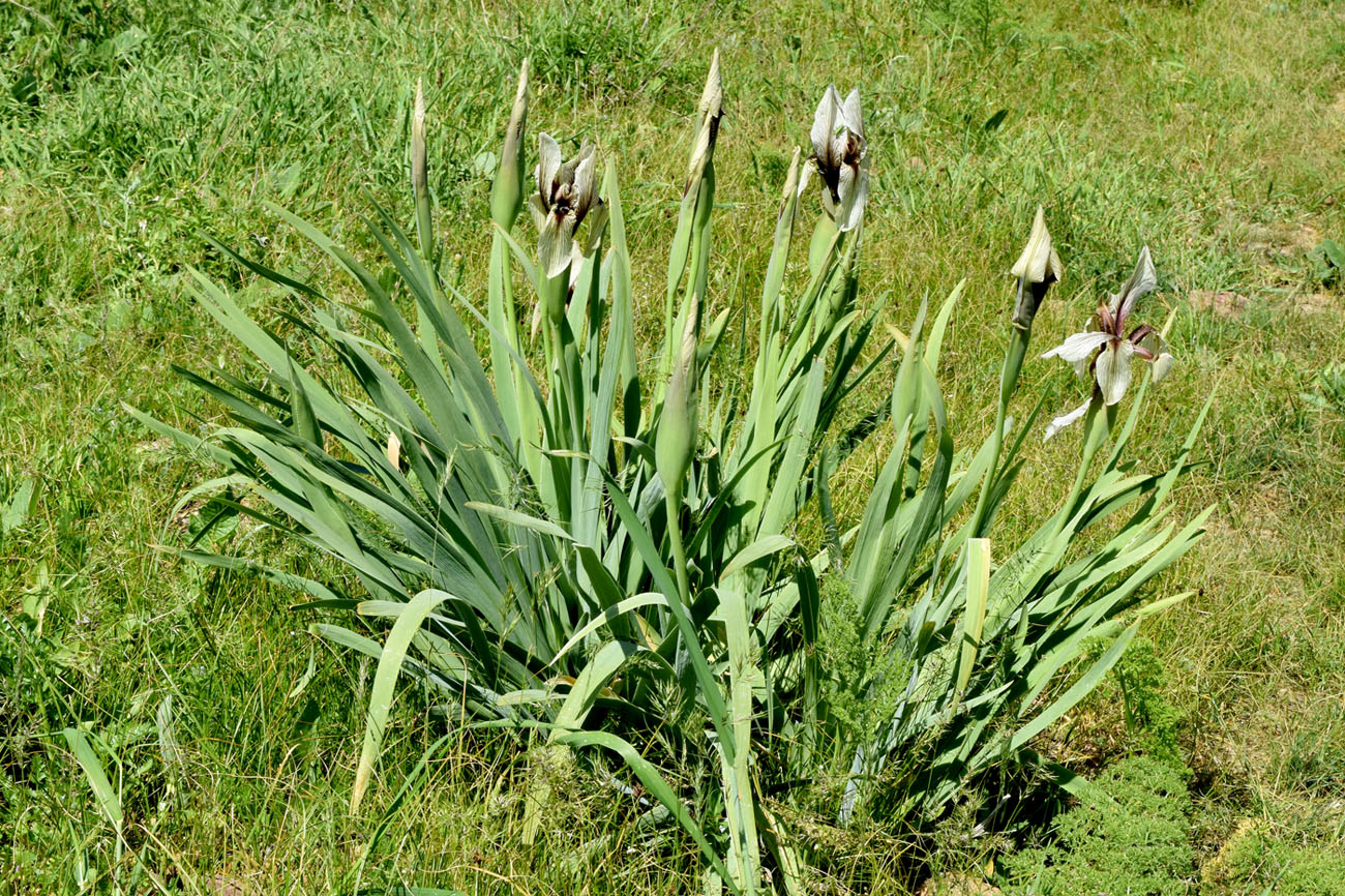 Image of Iris korolkowii specimen.