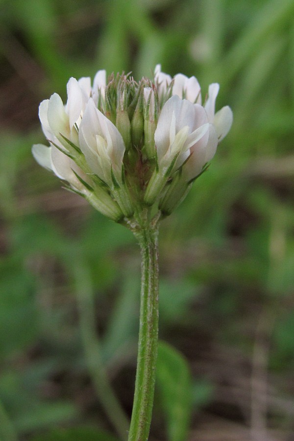 Image of Trifolium repens specimen.