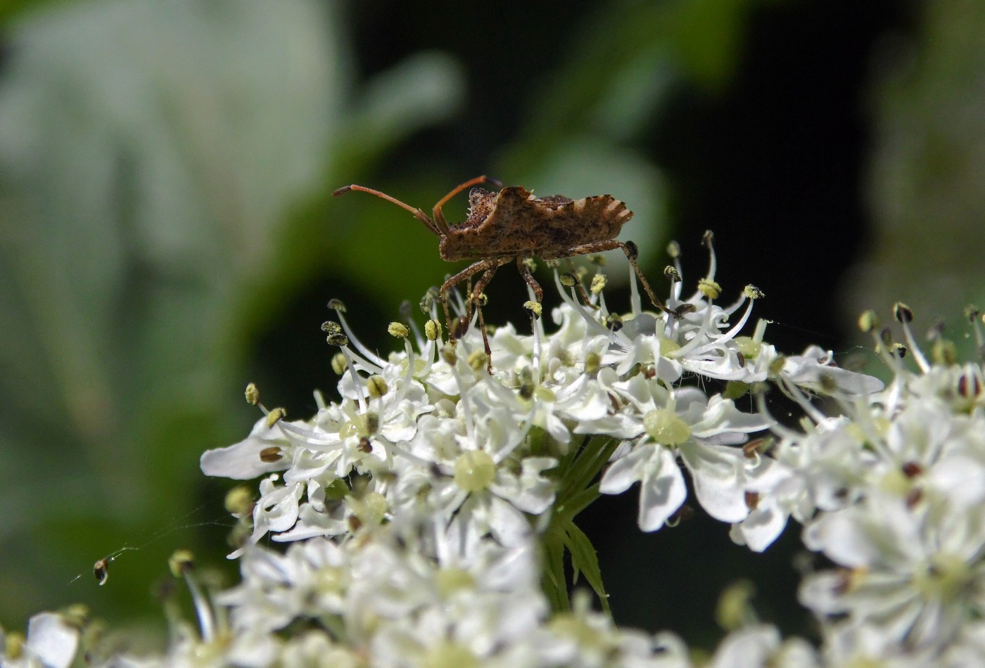 Image of Heracleum stevenii specimen.