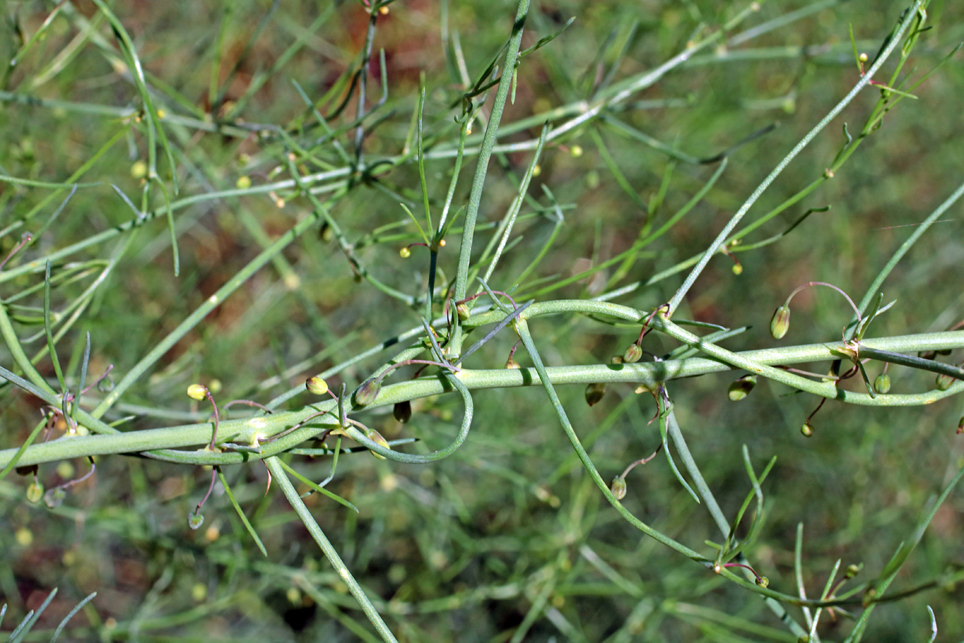 Изображение особи Asparagus brachyphyllus.