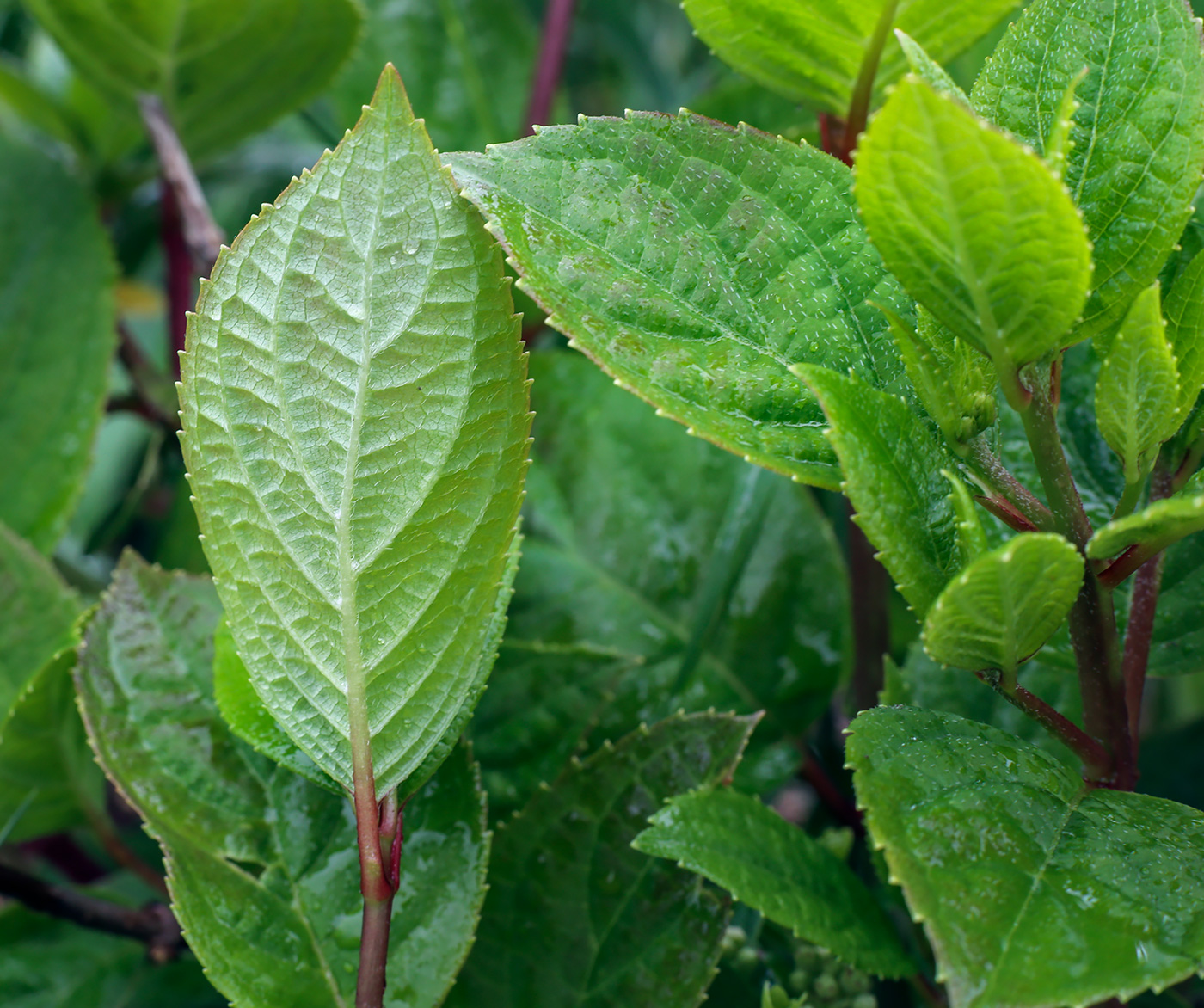 Image of Hydrangea paniculata specimen.