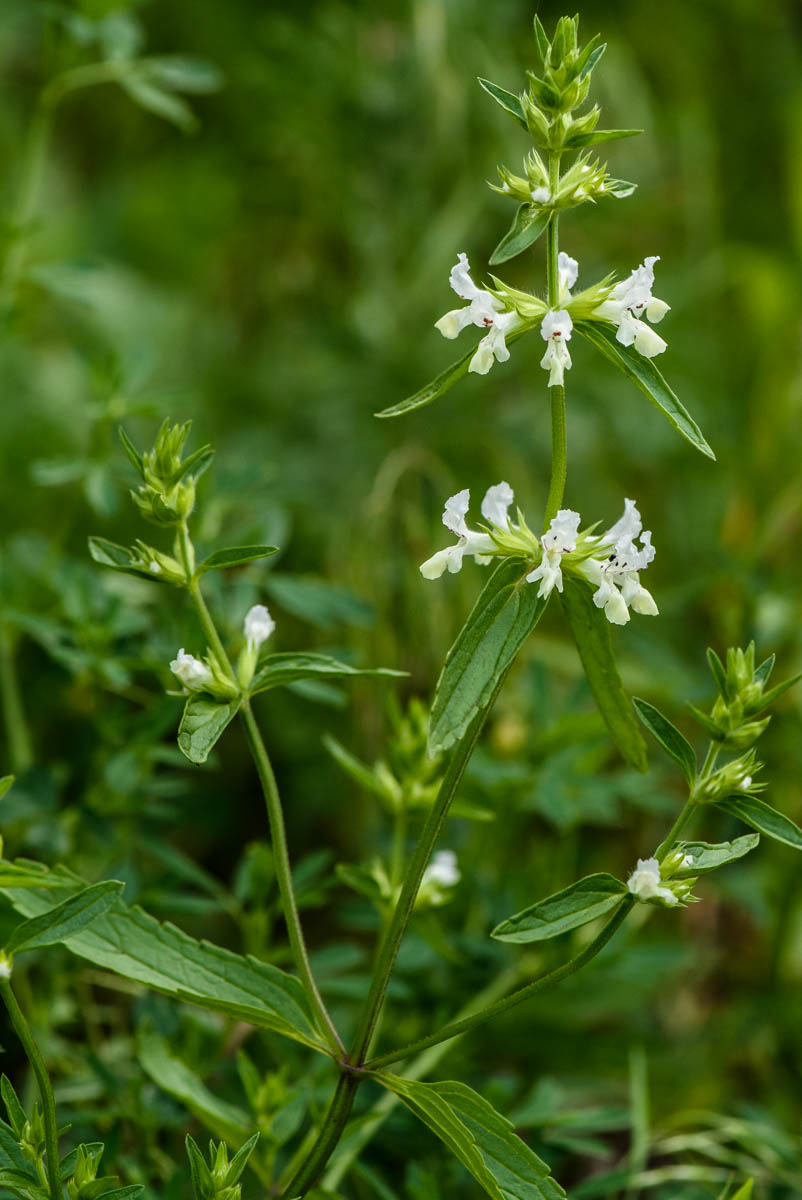 Image of Stachys annua specimen.