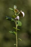 Vaccinium vitis-idaea