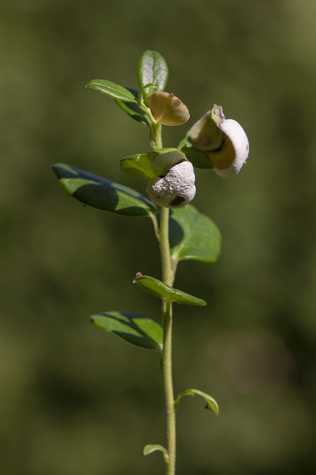 Изображение особи Vaccinium vitis-idaea.