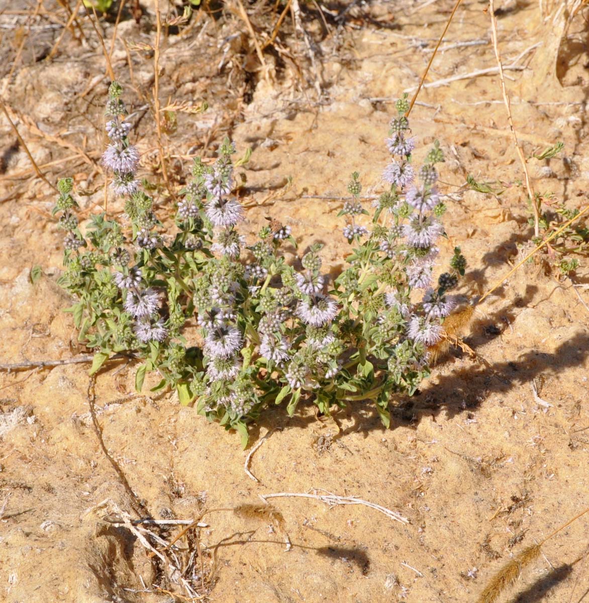 Изображение особи Mentha pulegium.