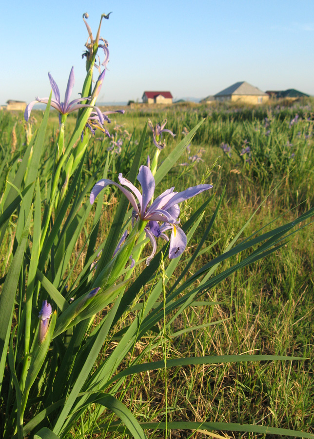 Image of Iris pseudonotha specimen.