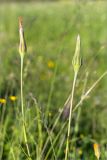 Tragopogon pratensis. Верхушки побегов с отцветшими соцветиями. Ленинградская обл., Волосовский р-н, окр. дер. Донцо, разнотравный лу на берегу пруда. 16.06.2019.