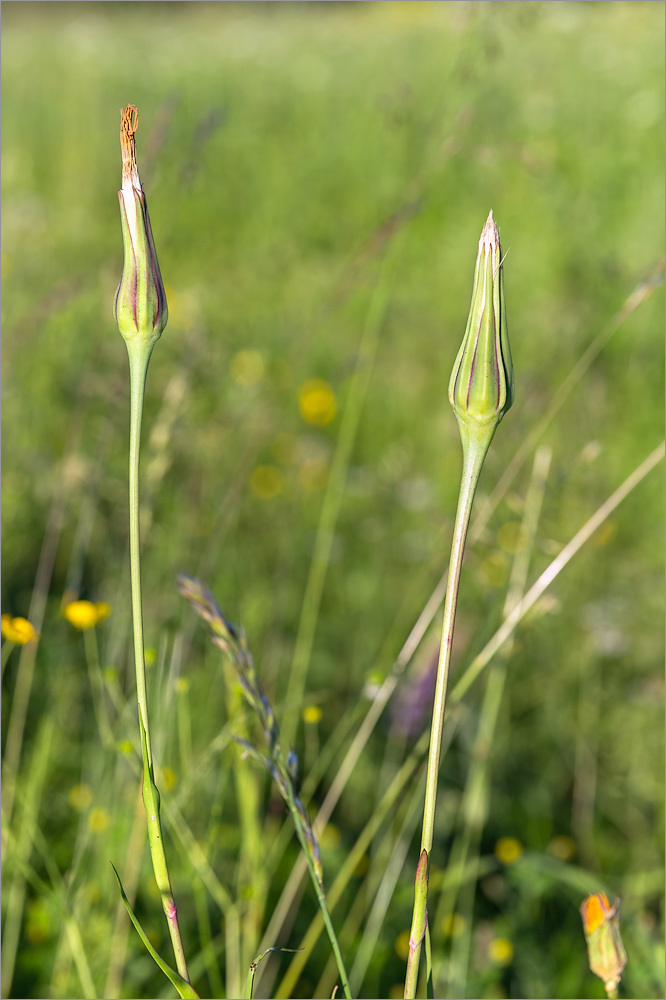 Изображение особи Tragopogon pratensis.