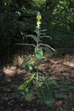 Verbascum gnaphalodes. Цветущее растение. Южный берег Крыма, берег р. Учан-Су на краю дачного пос. в окр. Куйбышево. 13.08.2019.