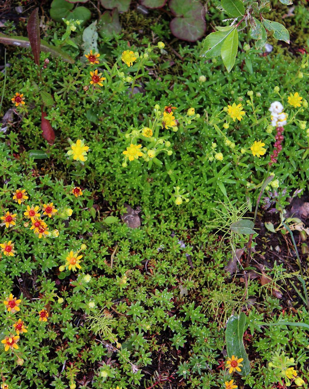 Image of Saxifraga aizoides specimen.