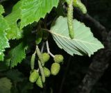 Alnus incana