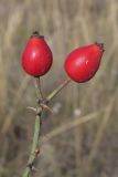 Rosa uncinella. Плоды. Крым, Севастополь, Верхне-Юхарина балка, степь. 02.10.2019.