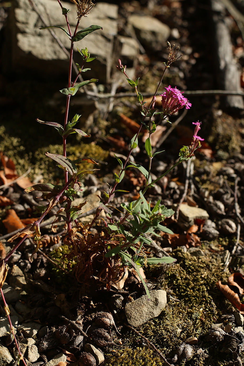 Изображение особи Silene compacta.