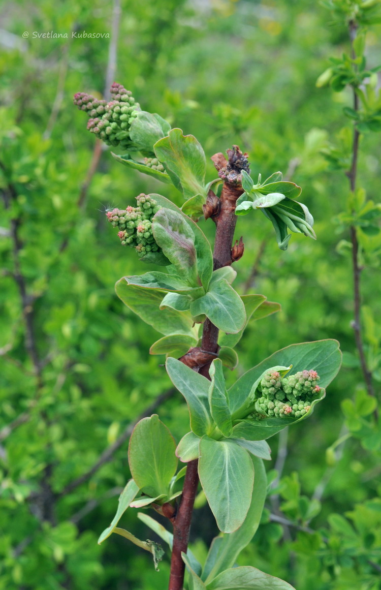 Изображение особи Sibiraea altaiensis.