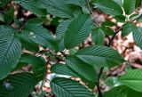 Rhamnus subspecies fallax