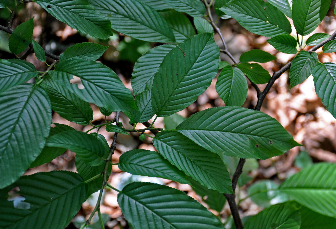 Image of Rhamnus alpina ssp. fallax specimen.