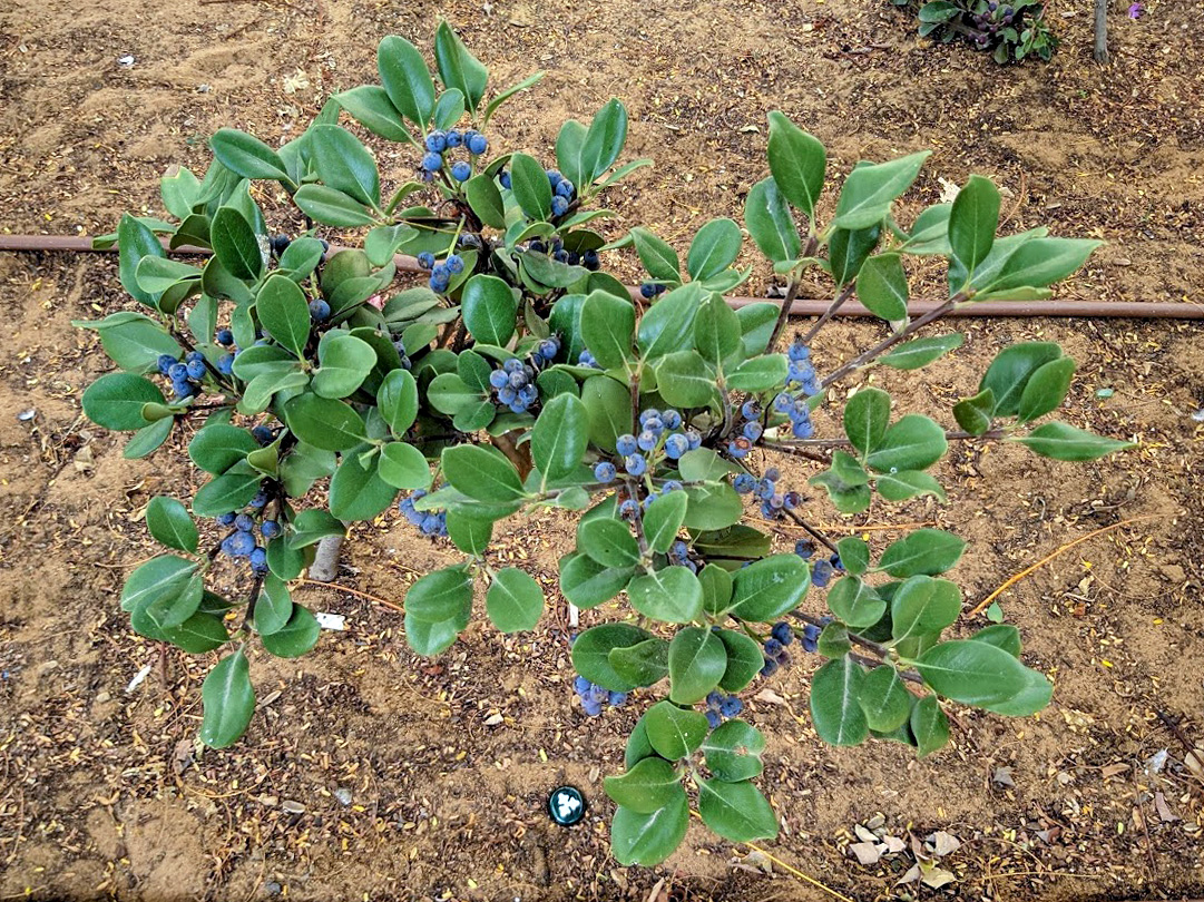 Image of Rhaphiolepis umbellata specimen.