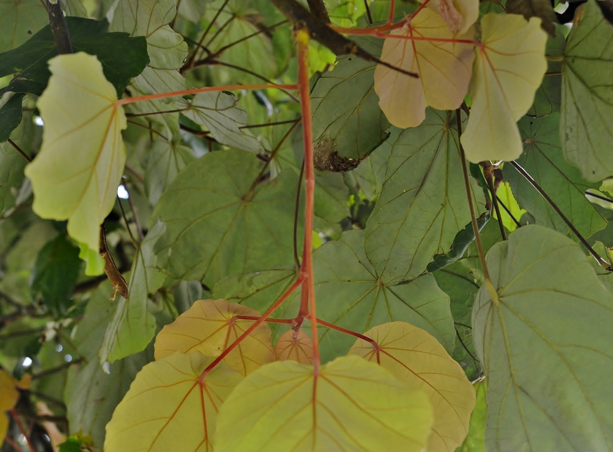 Image of genus Macaranga specimen.