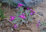 Oxytropis tragacanthoides