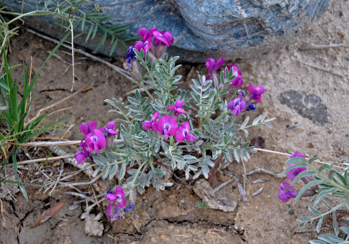 Изображение особи Oxytropis tragacanthoides.