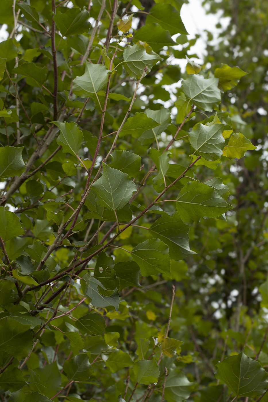 Изображение особи Populus nigra.