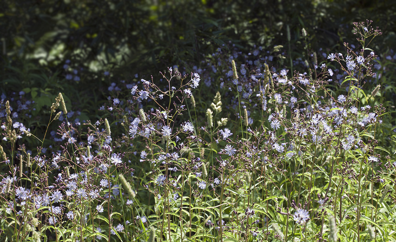 Image of Lactuca sibirica specimen.