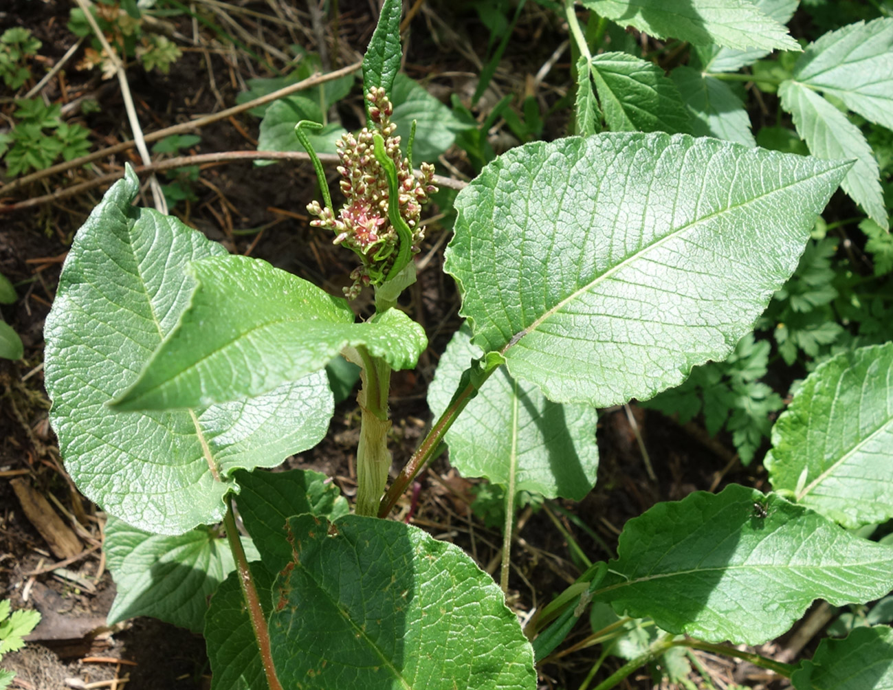 Изображение особи Aconogonon songaricum.