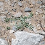 Heliotropium curassavicum. Цветущее растение. Перу, регион La Libertad, пос. Huanchaco, обочина набережной. 24.10.2019.