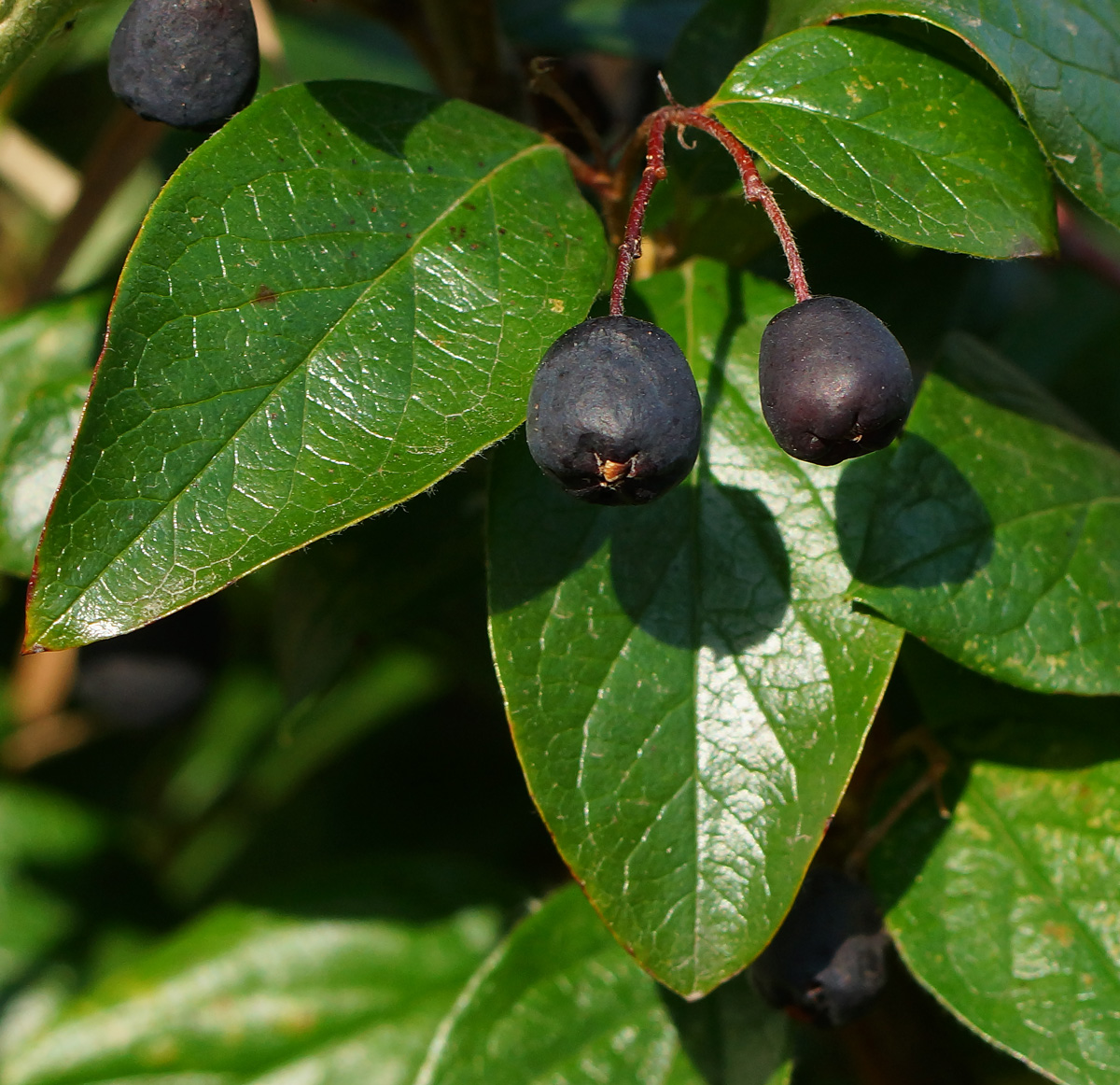 Изображение особи Cotoneaster lucidus.