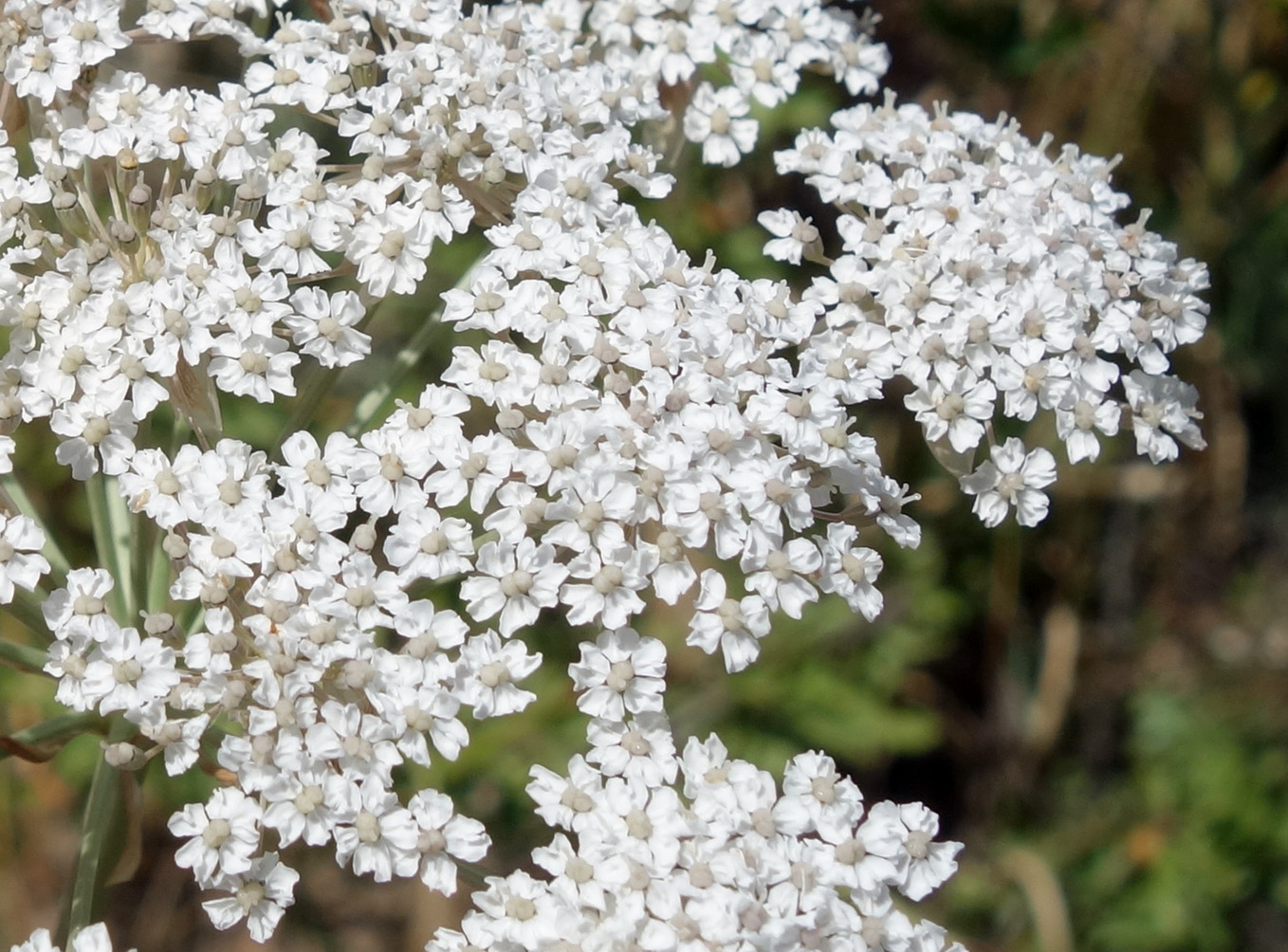 Image of Hyalolaena bupleuroides specimen.