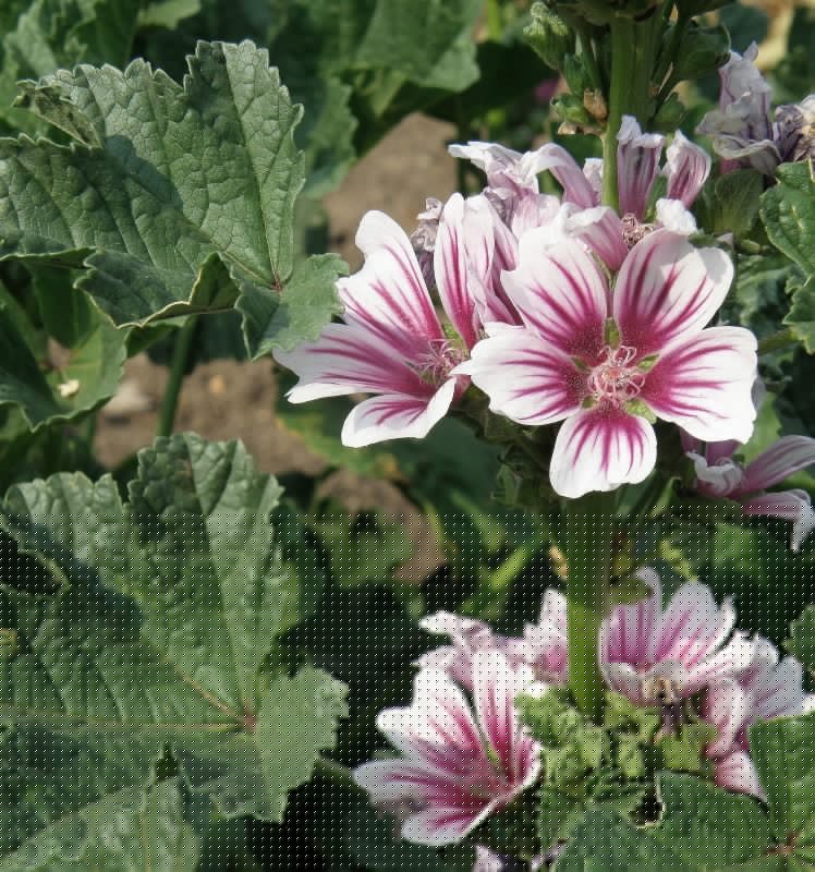 Изображение особи Malva sylvestris.