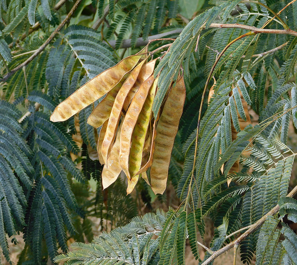 Image of Albizia julibrissin specimen.