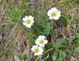 Callianthemum alatavicum